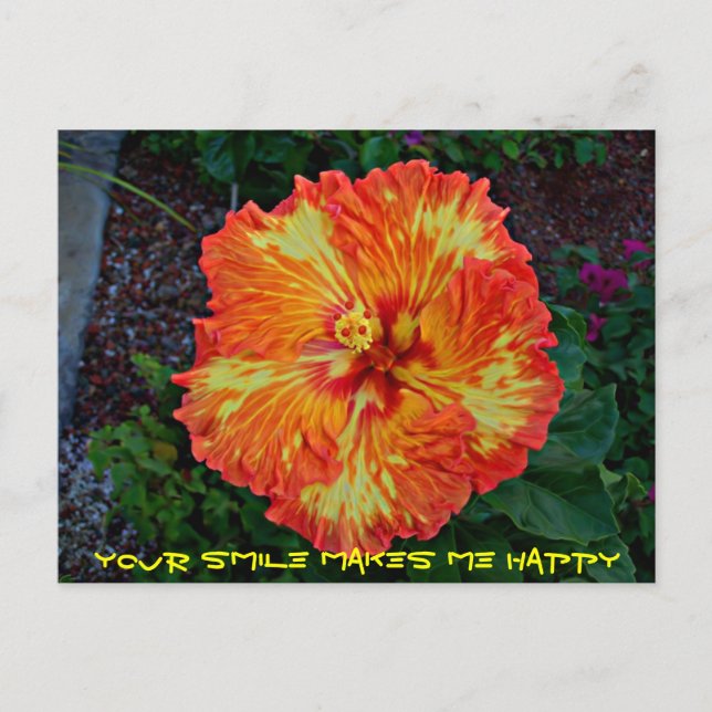 Carte Postale Fête de pétard Hibiscus (Devant)