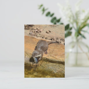 Carte Postale **"Fête de Pondside : Un Otter et son Catch"**