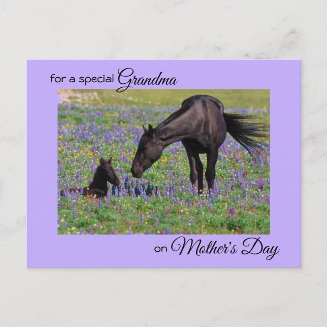 Carte Postale Fête des mères pour la grand-mère Mare & Foal Phot (Devant)