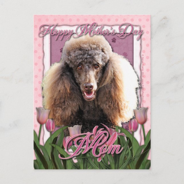 Carte Postale Fête des mères - Tulipes roses - Poodle - Chocolat (Devant)