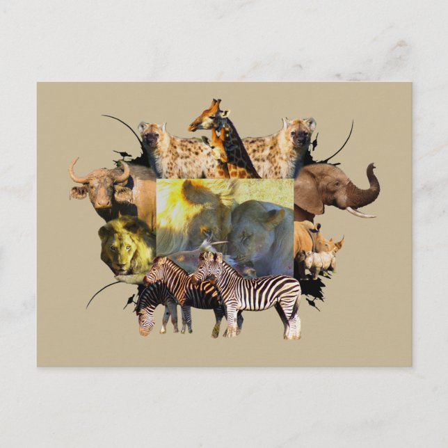 Carte Postale Fête du lion du cadre faunique africain (Devant)