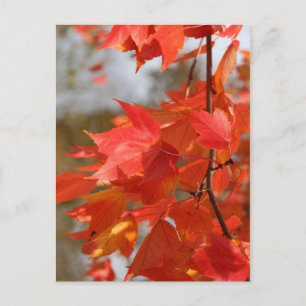 Carte Postale Feu d'automne