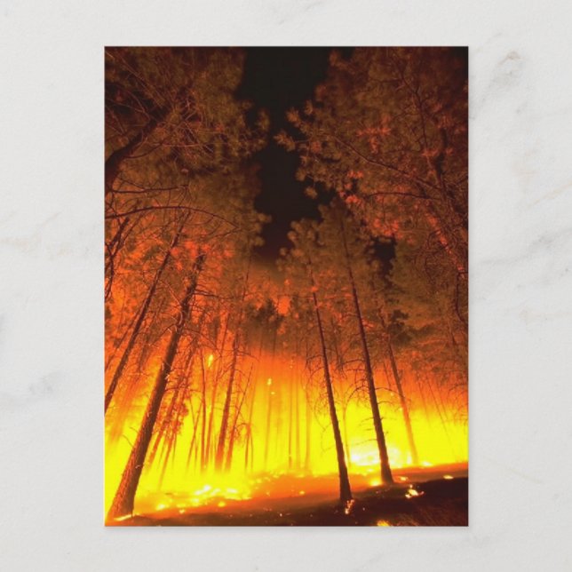 Carte Postale Feu forestier (Devant)