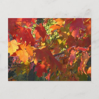 Carte Postale Feuillage d'automne