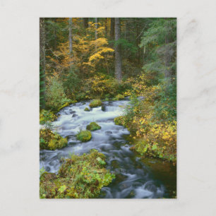 Carte Postale Feuillage d'automne & bordure de sapin de Douglas