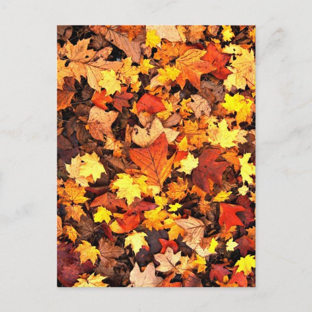 Carte Postale Feuillage d'automne, les couleurs d'automne (Devant)