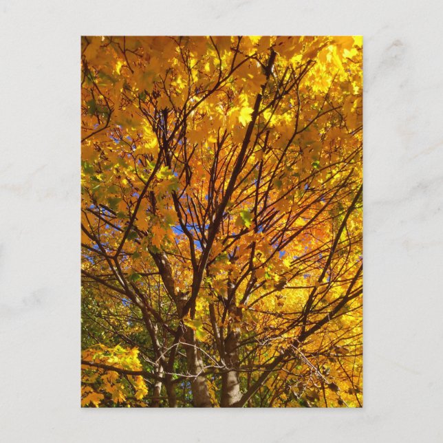 Carte Postale Feuillage de automne jaune (Devant)