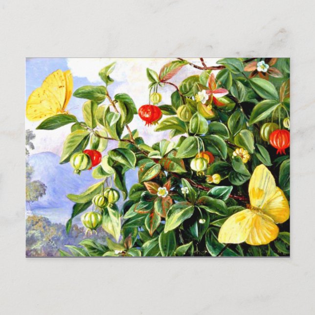 Carte Postale Feuillage, Fleurs et Fruits de Pitanga-Jamaïque (Devant)