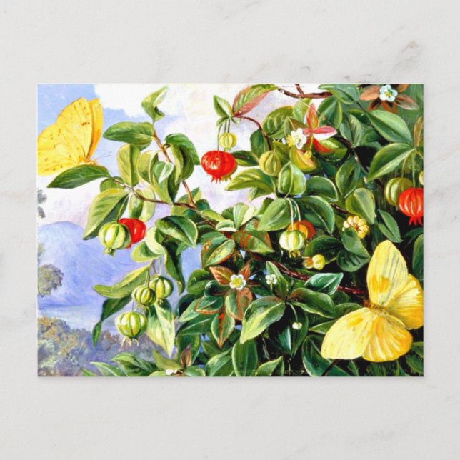 Carte Postale Feuillage, Fleurs et Fruits de Pitanga, Jamaïque (Devant)