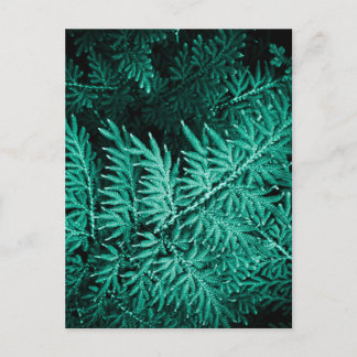 Carte Postale Feuillage Persistant Vert Turquoise En Gros Plan