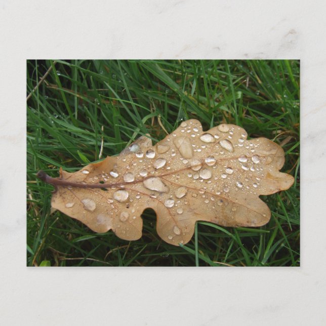 Carte postale feuille (Devant)