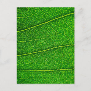 Carte Postale feuille