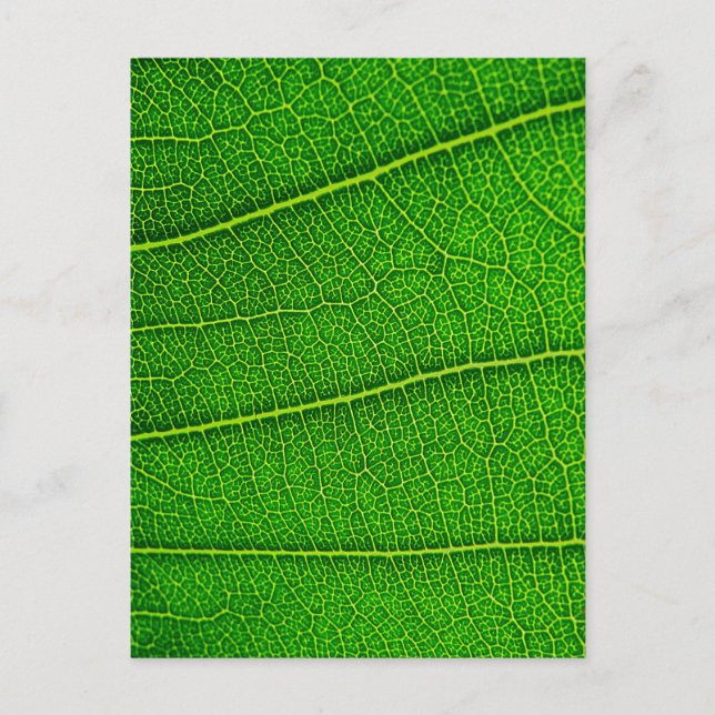 Carte Postale feuille (Devant)