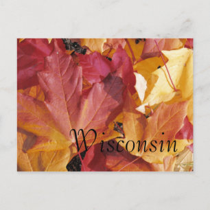 Carte Postale Feuille