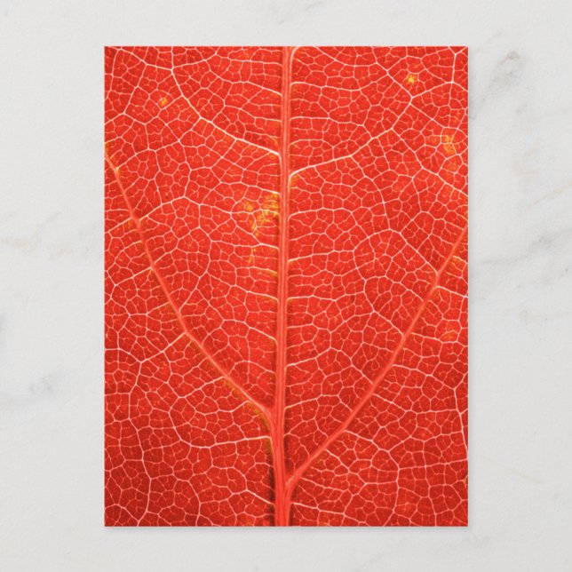 Carte Postale Feuille automnale (Devant)