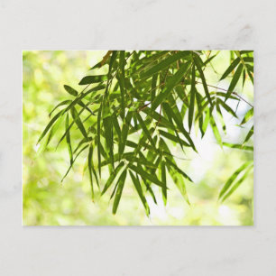 Carte Postale Feuille bambou