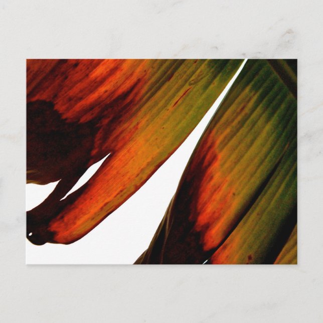 Carte Postale Feuille banane (Devant)