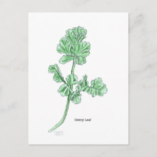 Carte Postale Feuille céleri