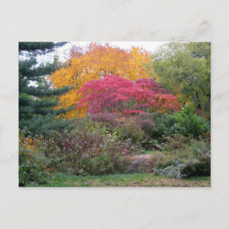 Carte Postale Feuille coloré