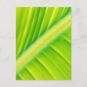 Carte Postale feuille de banane verte