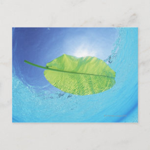 Carte Postale Feuille de bananier flottant sur la mer