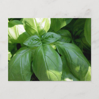 Carte Postale Feuille de Basil