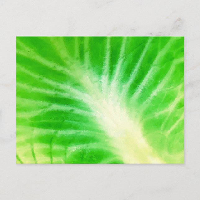 Carte Postale Feuille de Chou (Devant)