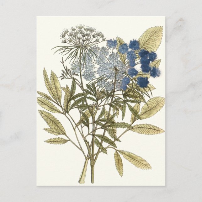 Carte Postale Feuille de dentelle - fleurs et verdure (Devant)