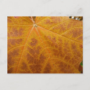 Carte Postale Feuille de Érable Jaune Automne Abstrait Nature