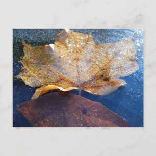 Carte Postale Feuille de érable jaune gelée Automne Nature