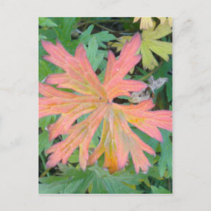 Carte postale Feuille de géranium