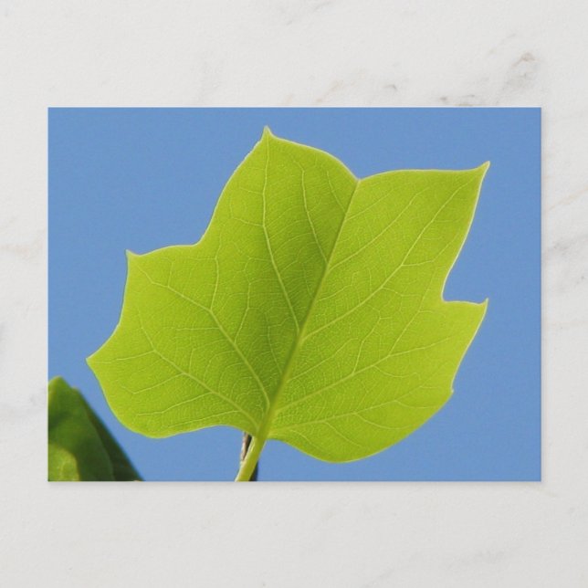 Carte Postale Feuille de peuplier (Devant)