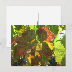 Carte postale - Feuille de raisin rouge sur la vig