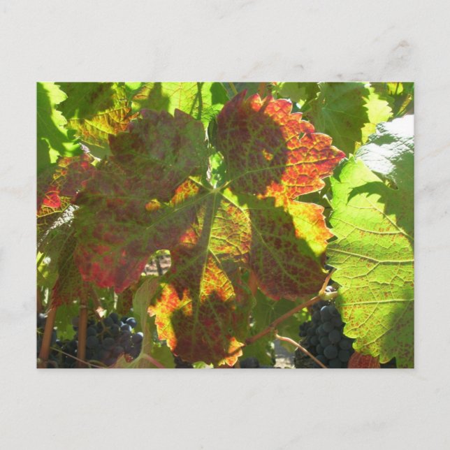 Carte postale - Feuille de raisin rouge sur la vig (Devant)