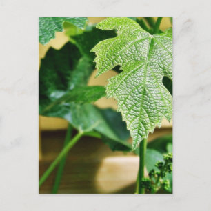 Carte Postale Feuille de raisin vert