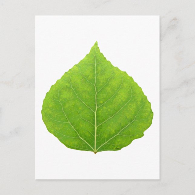 Carte Postale Feuille de tremble verte #11 (Devant)