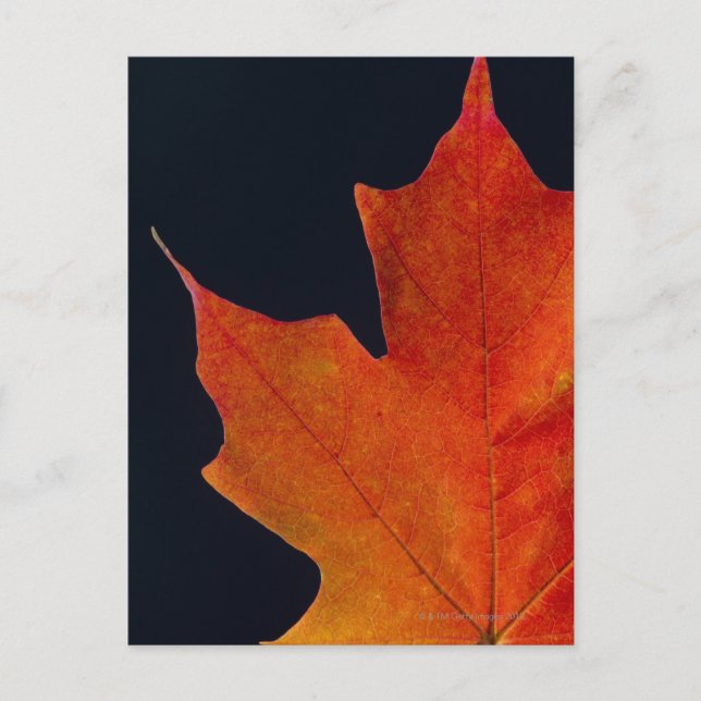 Carte Postale Feuille d'érable d'automne sur arrière - plan noir (Devant)
