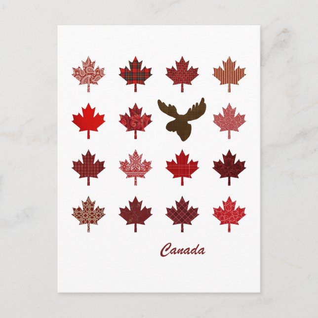 Carte postale Feuille d'érable du Canada et origna (Devant)