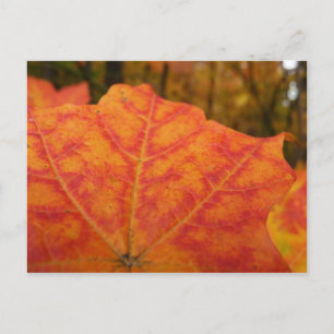 Carte Postale Feuille d'érable orange et rouge Abstraite nature 