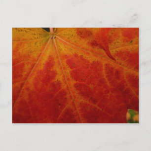 Carte Postale Feuille d'érable rouge Abstraite Automne Photograp