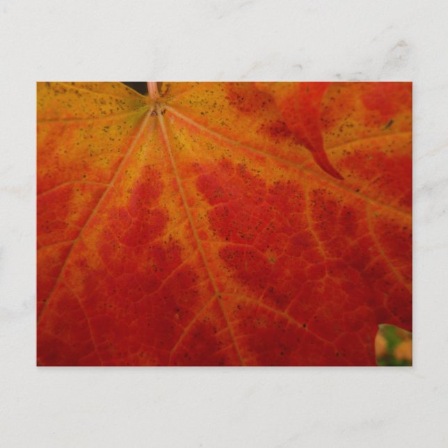 Carte Postale Feuille d'érable rouge Abstraite Automne Photograp (Devant)