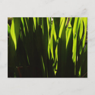 Carte postale Feuille Green Shadows