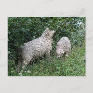 Carte postale Feuille mignonne pour les moutons