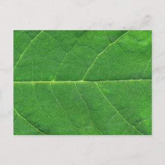 Carte Postale Feuille photo Macro