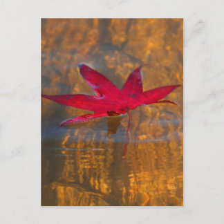 Carte Postale Feuille rouge
