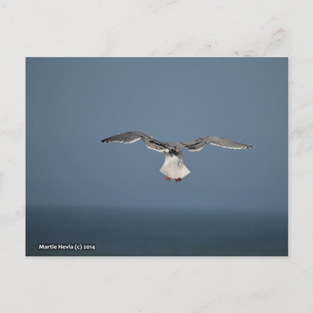 Carte postale Feuille Seagull (Devant)