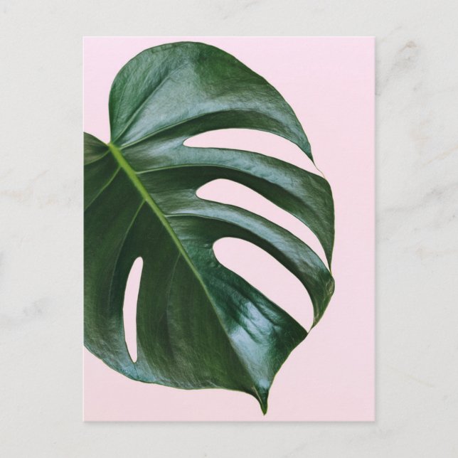 Carte Postale Feuille tropicale Monstera (Devant)