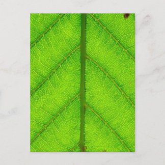 Carte postale Feuille verte