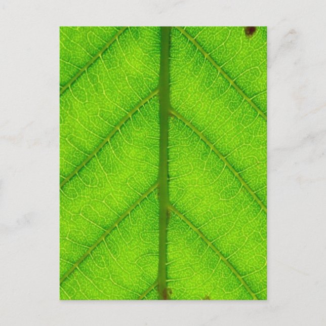 Carte postale Feuille verte (Devant)