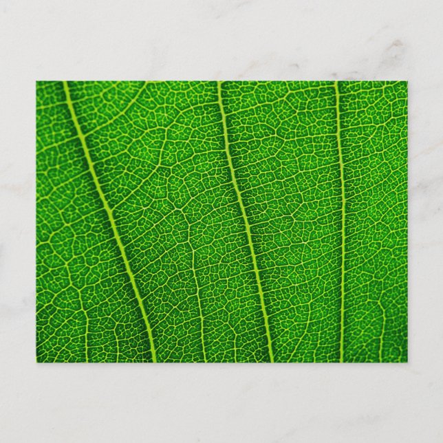 Carte Postale feuilles (Devant)